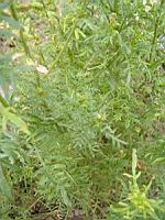 Reseda Alba L (fam Resedacees) (regions mediteraneennes) (01) (Photo F. Mrugala)